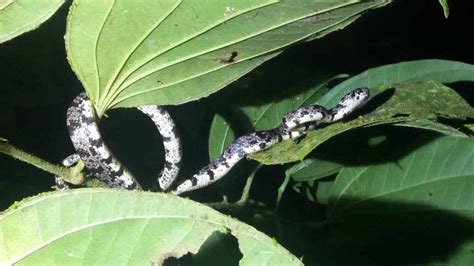 The Snail-Eating Snake: Escargot, Anyone? - Casa Roja