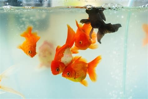 Goldfish Types And Colors