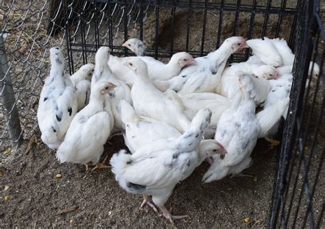 Chicken Breed Focus - Erminette | BackYard Chickens