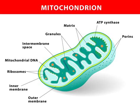 Who is Actually Credited to Having Discovered the Mitochondria ...