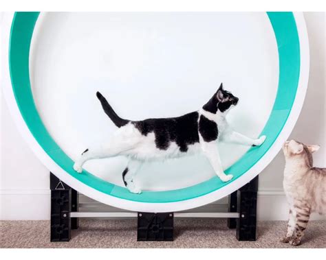 Best Cat Wheel To Keep Your Kitty Purr-Fectly Entertained