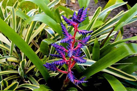 Bromeliad Plant and Flower Care Growing Indoor and Outdoor