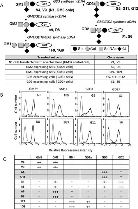 Establishment of various ganglioside-expressing cells. (A) Biosynthetic ...