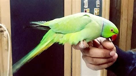 The best talking green parrot,Main mithu hun,Bolne wala tota,Parrot ...