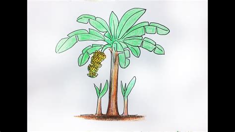 Cách vẽ cây chuối/How to draw a banana tree - YouTube