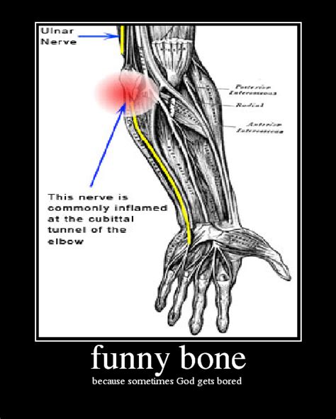 Is A Funny Bone A Bone - Funny PNG