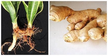 Underground stem propagation — lesson. Science CBSE, Class 10.