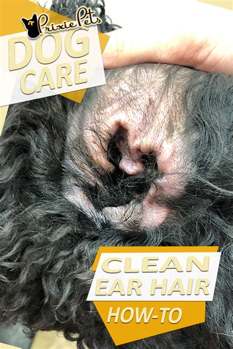 How to Remove Dead Hair from Your Dog’s Ears | PrixiePets