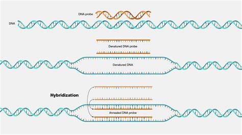 Nucleic Acid Hybridization