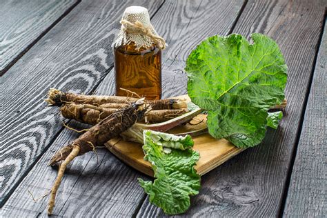 Top Burdock root health benefits | Japanese value detox food ...