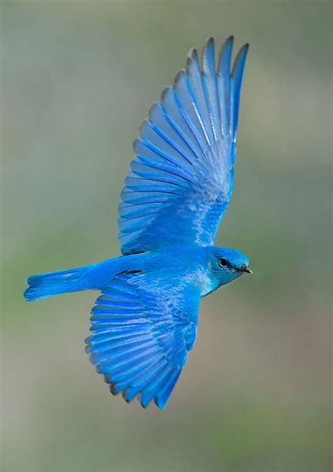 Mountain Bluebird - North West America.... - Jenny Ioveva - Google+ ...