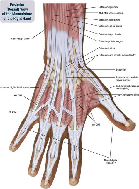 Hand musculature | Human muscle anatomy, Muscle anatomy, Hand anatomy