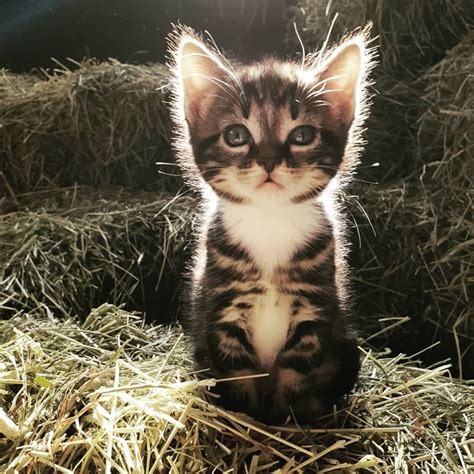 One of 8 Kittens that live in our barn! : r/aww