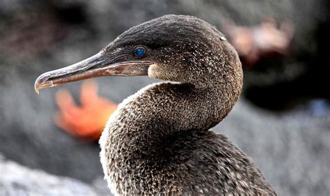 Galapagos Flightless Cormorant by Andean Discovery