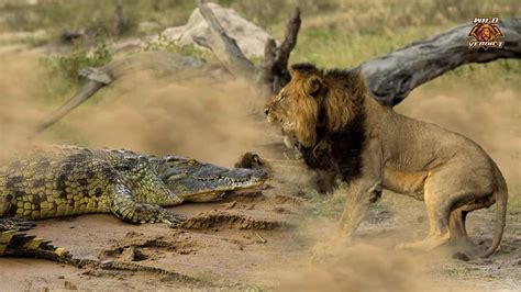 African Lion vs Nile Crocodile – Wild Verdict