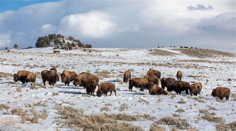 Yellowstone bison migration minimal; hunter kills down, trapping paused ...