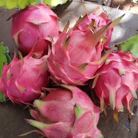 30 Fascinating Facts About Dragon Fruit - Mindfulness Memories