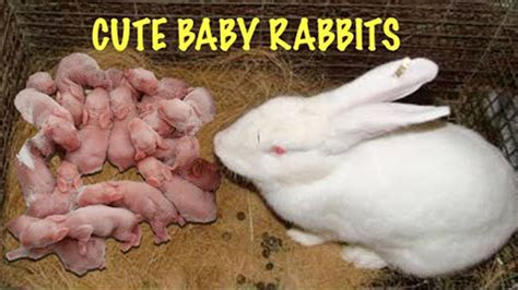 Mother Rabbit Giving Birth - Breeding To Birth - Complete Life Of A ...