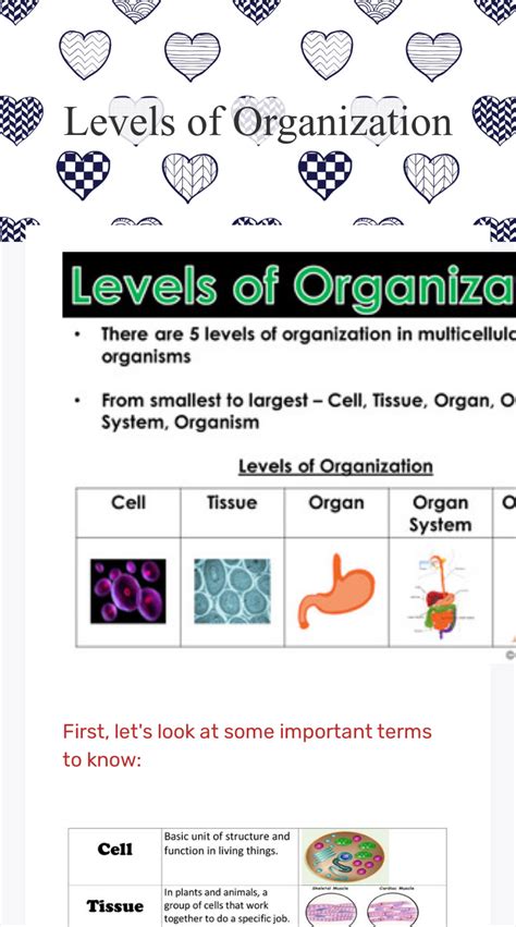 Levels Of Organization Worksheet