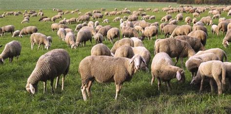 16 Key Rules for Effective Sheep Farm Management: From Planning to ...