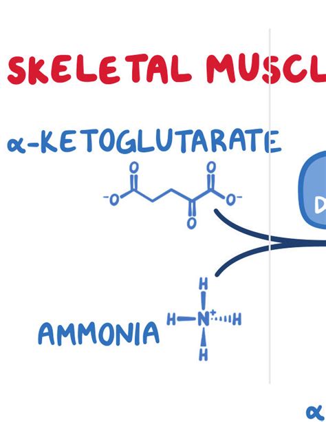 Protein Metabolism Notes: Diagrams & Illustrations | Osmosis