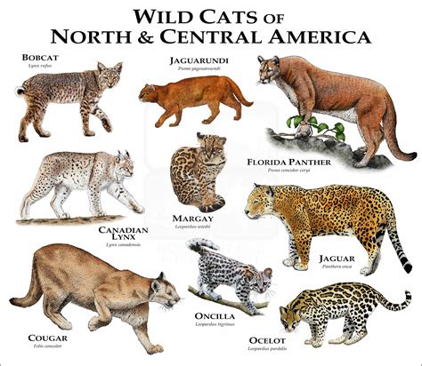 Wild Cats of North and Central America Poster Print - inkart