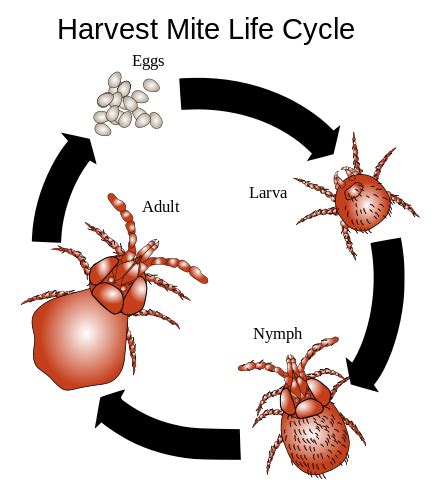 Mite - Wikipedia