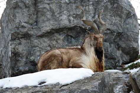 STORY OF MARKHOR