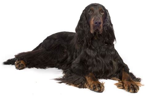 Gordon Setter Dog Breed Information