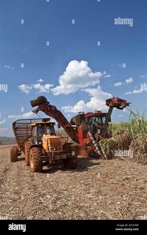 Sugar cane harvest brazil hi-res stock photography and images - Alamy