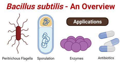 Bacillus subtilis- An Overview and Applications