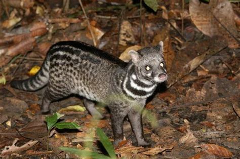 Malabar large spotted civet - Alchetron, the free social encyclopedia