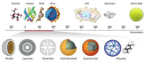 Size-comparison-Bio-nanoparticles nanometer scale comparison ...