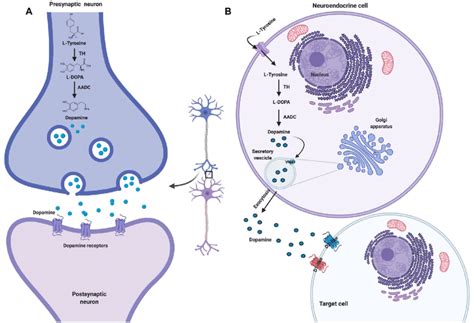 Dopamine synthesis and release by neurons and neuroendocrine cells ...