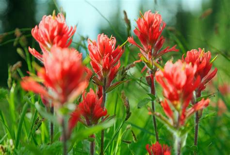 Nature's Artistry: Understanding Indian Paintbrush Symbolism - Petal ...