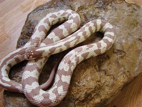 California Kingsnake Care, Breeding and Morphs - Reptiles Magazine