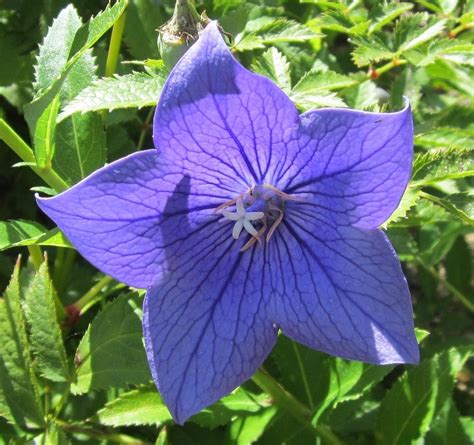 Purple Star Flower Photograph by Choi Ling Blakey | Pixels