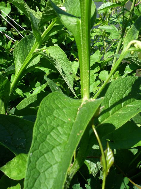 Photographs of Symphytum Officinale, UK Wildflowers; Stem and leaves