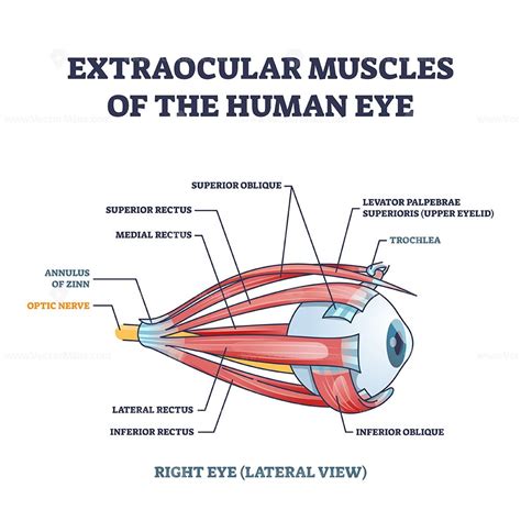 Extraocular muscles of human eye with muscular anatomy outline diagram ...