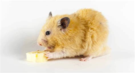 Can Hamsters Eat Bananas? A Complete Guide To Bananas For Hamsters