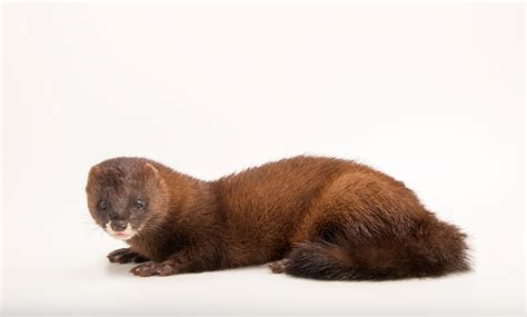 European Mink | RARE: Creatures of the Photo Ark | Official Site | PBS