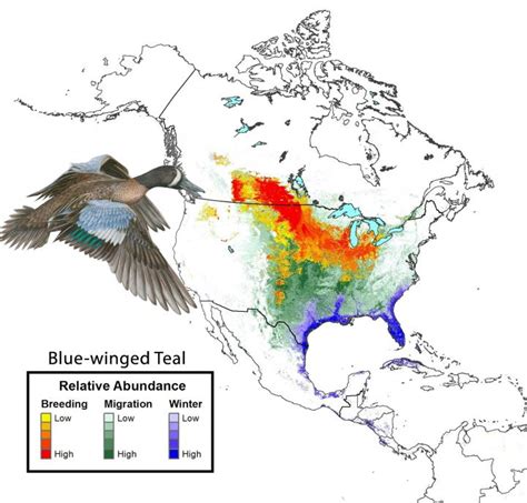 Blue-winged Teal : State of North America's Birds 2016