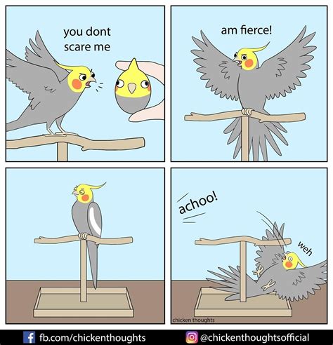 But sometimes I scare myself! #birdmemes #funny credit: chickenthoughts ...