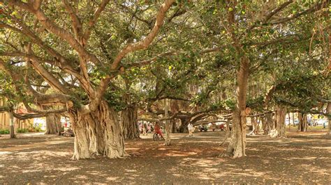 Lahaina Banyan Tree | Maui Urban Icon