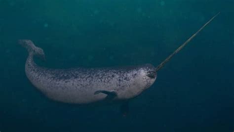 Narwhal - A-Z Animals