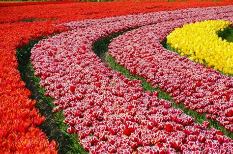 Tulip Fields in the Netherlands - When & Where (2023)