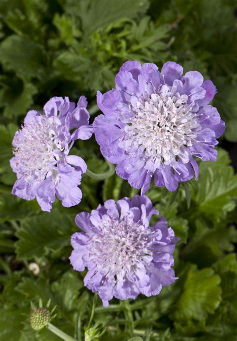 Scabiosa columbaria Giga® | Green Fuse Botanicals Inc.