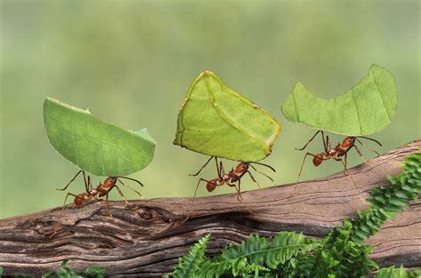 10 Fascinating Facts About Ants