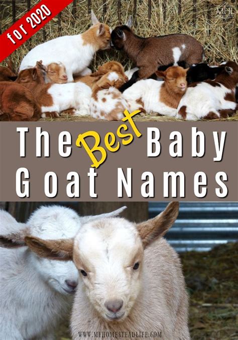 BEST Baby Goat Names for 2020! | Goats, Pet goat, Baby goats