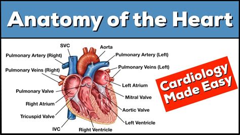 Anterior Heart Model Labeled